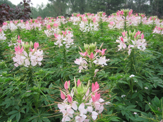 白花菜原生態