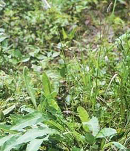 草血竭原生態