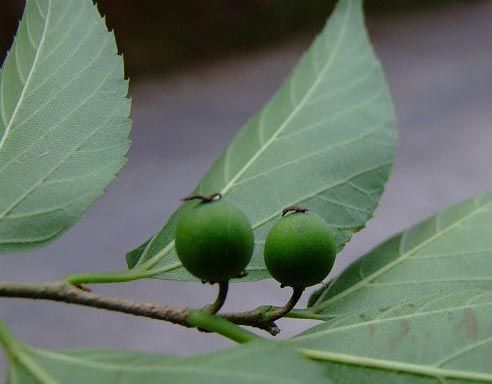 糙葉樹原生態