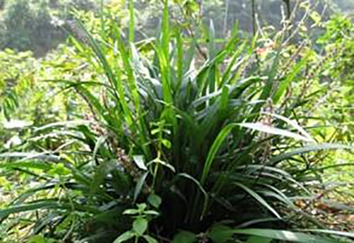 滇荊芥原形態