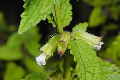 滇荊芥原生態