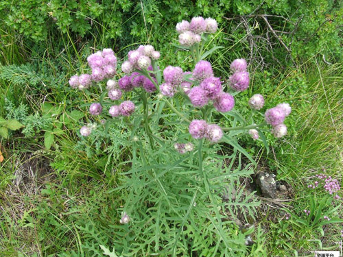 風毛菊原生態
