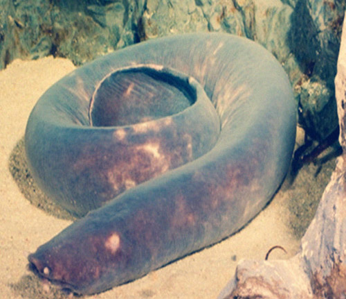 七星子魚原生態