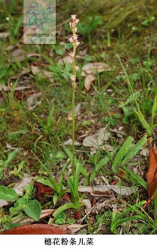穗花粉條兒菜原形態