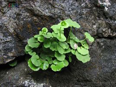 突隔梅花草原生態