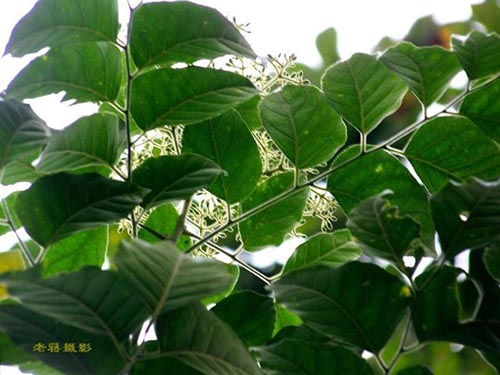 蕓香科大管原形態