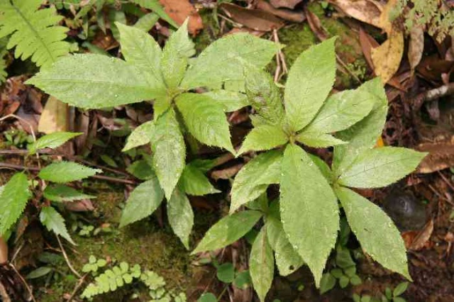 紫花茄原生態